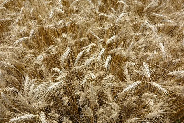 Pane per Hamburger ai Cereali