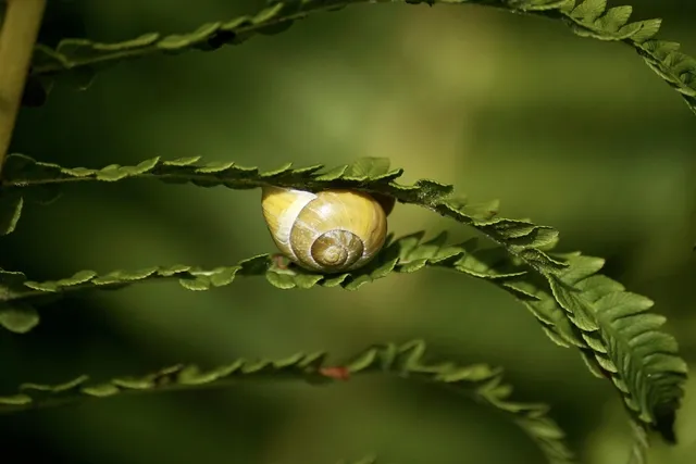 Wurstel Meraner in Budello Naturale