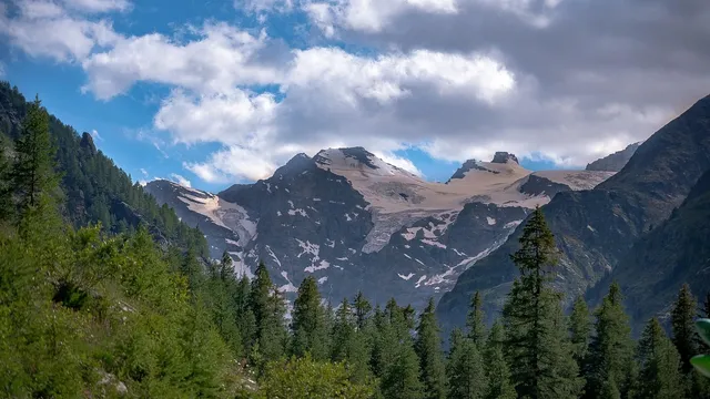 Burro Di Montagna