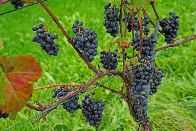 Pinot Nero Bourgogne
