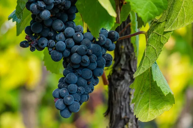 Pinot Grigio Friuli Grave D.O.C.
