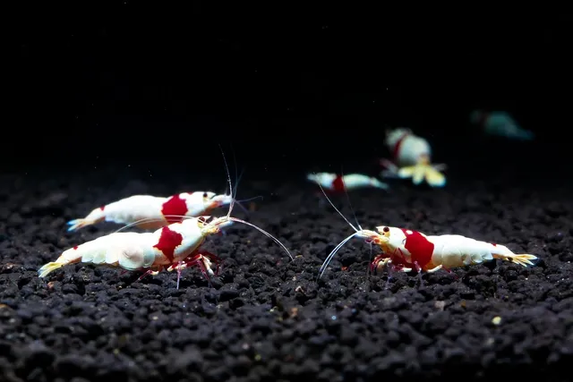 Sugo di pesce con scampi