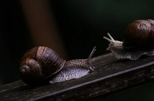 Wurstel Meraner in Budello Naturale