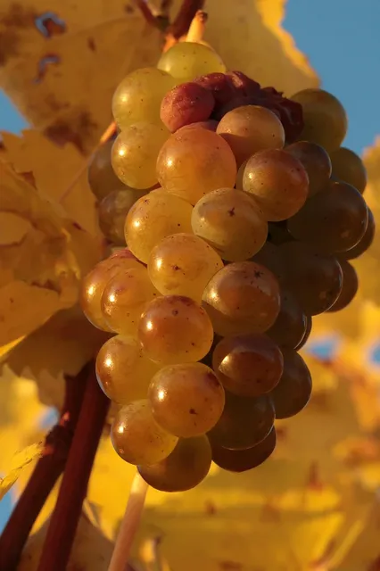 Moscato Giallo Pfefferer Colterenzio