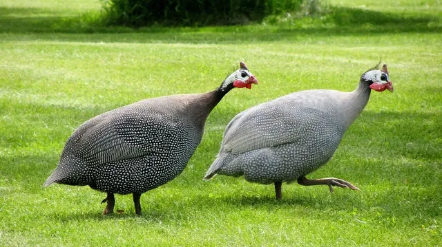 Faraona Ripiena Arrosto