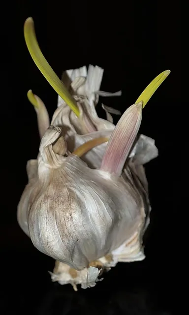 Vendita online di Aceto Balsamico di Modena e altri condimenti | Bottega Villani