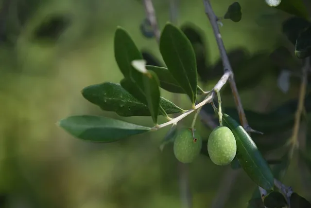 Olive Taggiasche